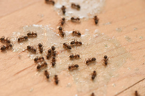 Best Emergency Pest Control  in Telford, PA