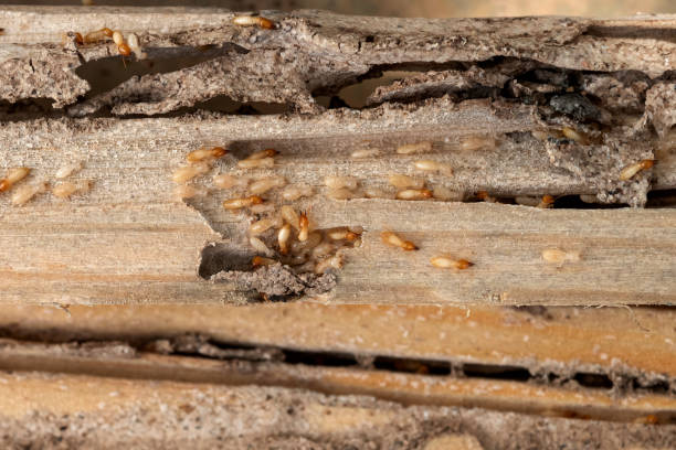 Best Pest Removal Services  in Telford, PA